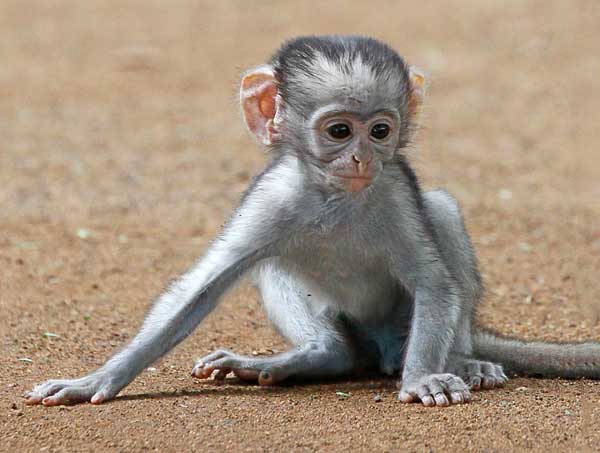 baby vervet monkey sitting on ground