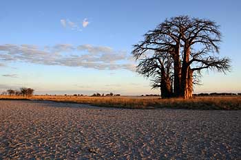 Baobab tree, salt pans, Botswana