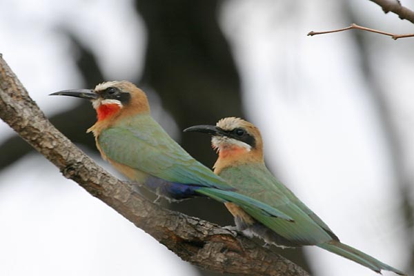 Pair of whitefronted bee-eaters