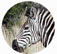 Picture of zebra through binoculars