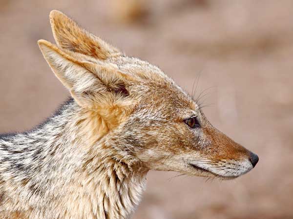 black-backed jackal close-up, side view