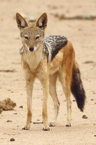 black-backed jackal, front-on view