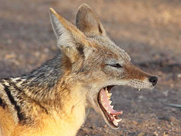 Jackal yawning, side view, Tuli Block, Botswana
