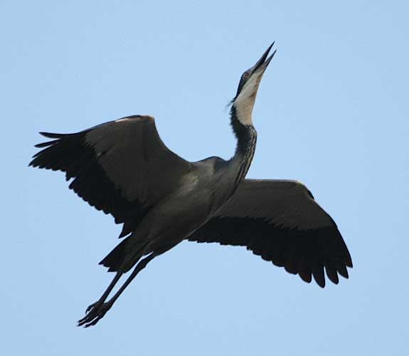 Blackheaded Heron in flight