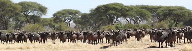 Buffalo herd, Ruaha National Park, Tanzania