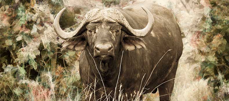 Cape buffalo bull, Kruger National Park, South Africa