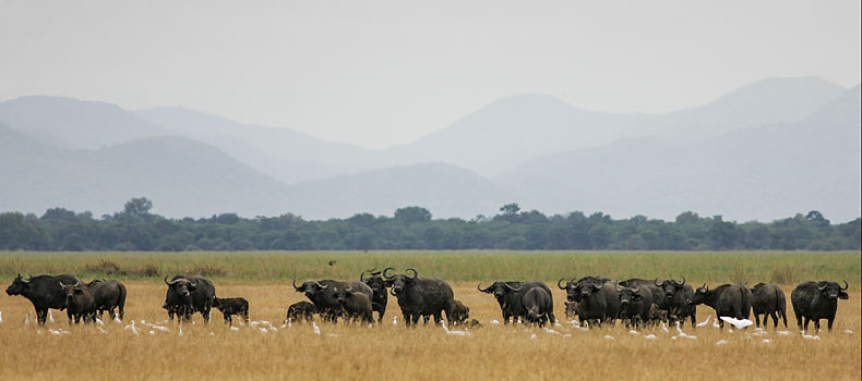 Herd of Cape Buffalo, Lower Zambezi National Park, Zambia