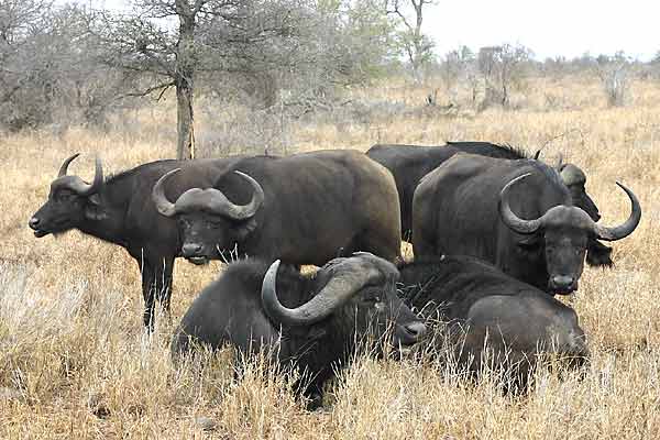 Group of buffalo bulls, Kruger National Park, South Africa