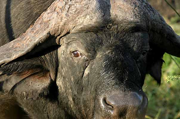 Extreme Close-up of buffalo's head, Kruger National Park, South Africa
