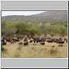 Buffalo herd, Umfolozi Game Reserve, South Africa