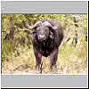 Picture of buffalo bull