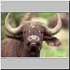 Picture of buffalo cow