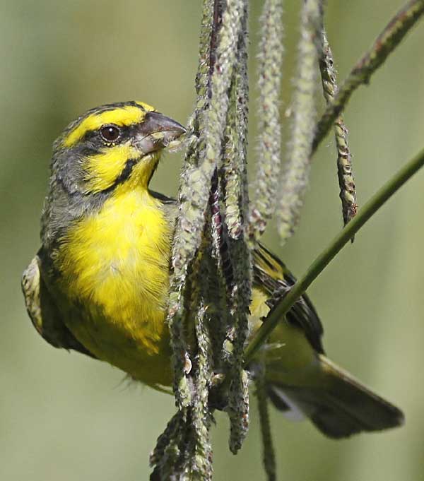 Yellow-fronted canary on grass stem