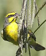 Yellow-fronted canary