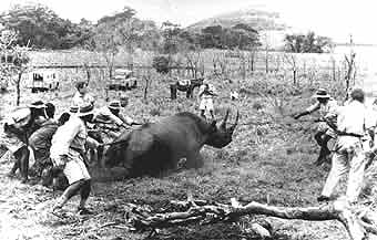 Early rhino capture