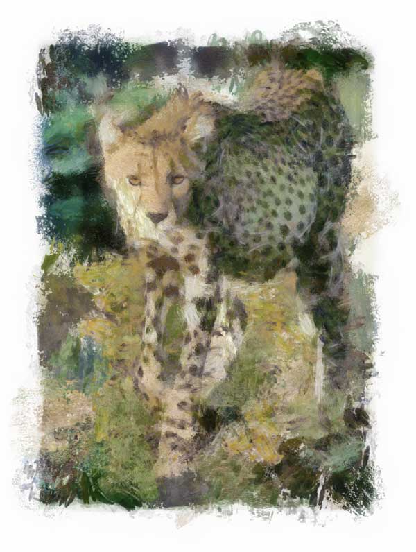 Cheetah walking with full belly, impressionist style
