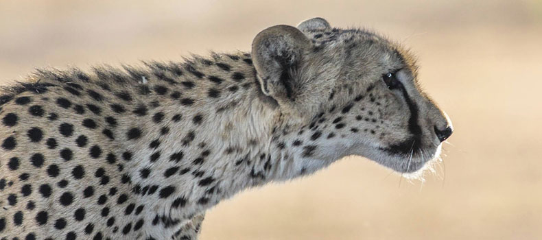 Cheetah head and torso in profile, Mashatu Game Reserve, Botswana