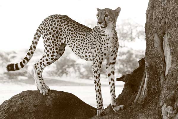 Cheetah standing on tree stump, Mashatu Game Reserve