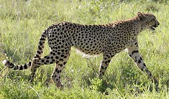 Cheetah walking, side view