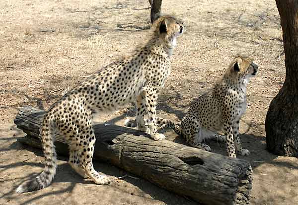Young cheetahs ready to play