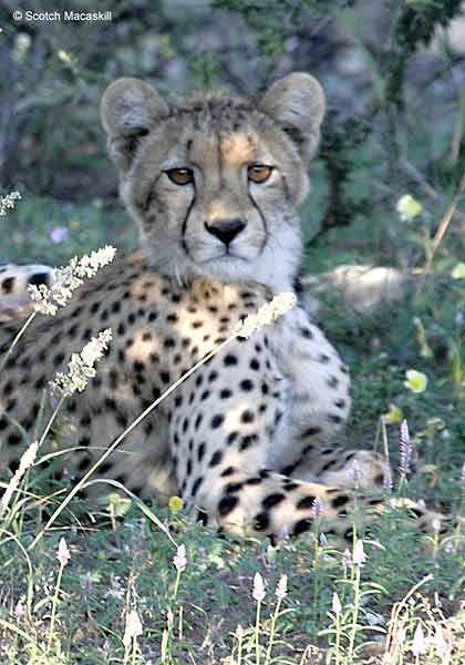 Close up of young cheetah