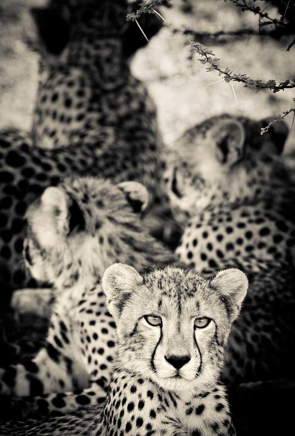 Young cheetah making eye contact