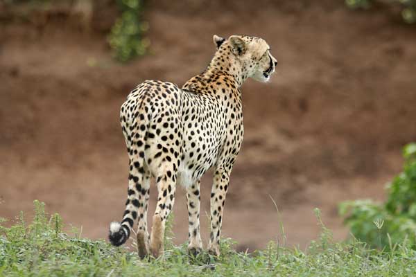 Cheetah standing on edge of riverbank