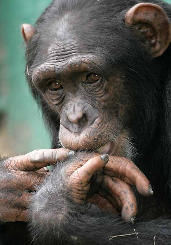 Chimpanzee with hands to its mouth