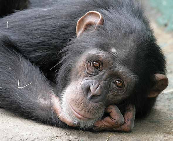 Chimpanzee lying down