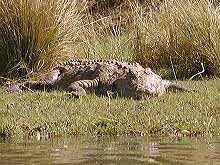Crocodile on banks of Zambezi River