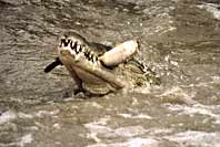 Crocodile catching barbel
