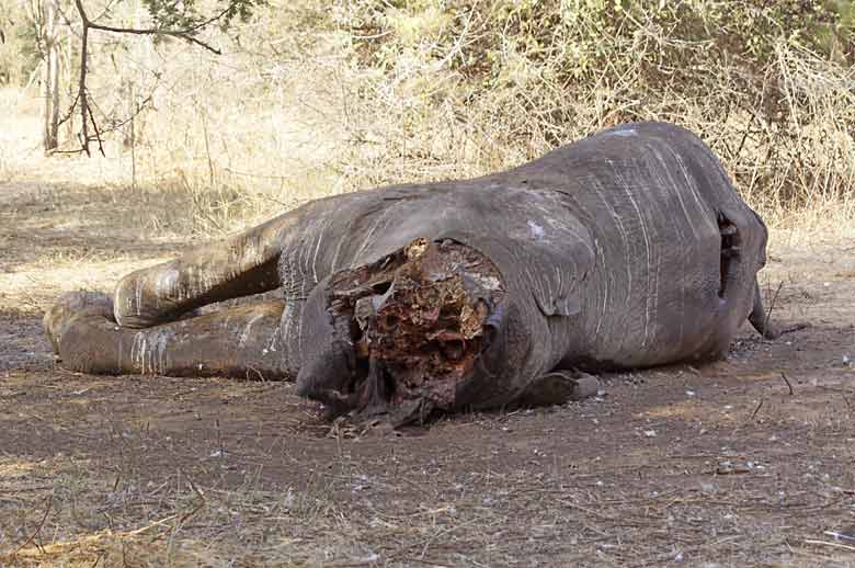 Elephant killed by poachers, Lower Zambezi National Park, Zambia