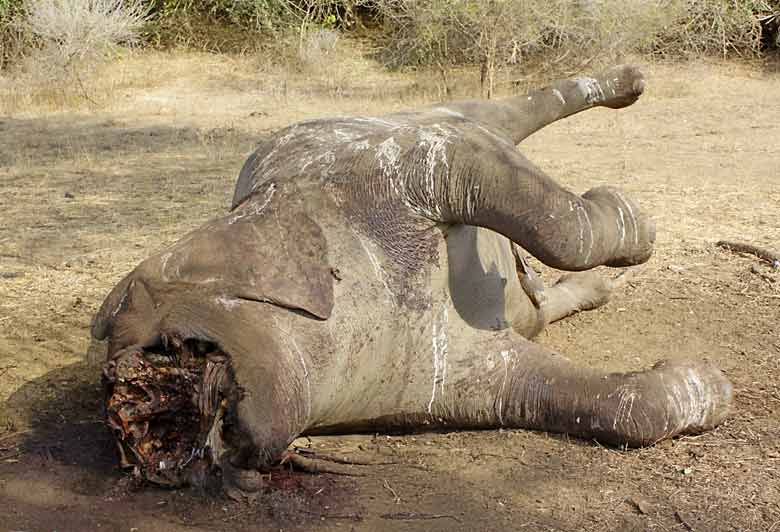 Dead elephant shot by poaches with tusks hacked out