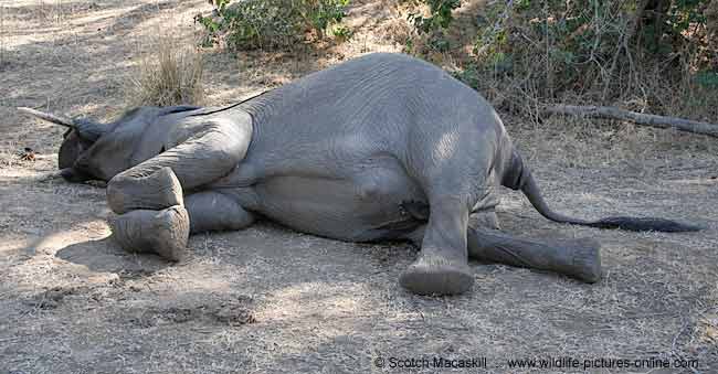 Dead elephant, shot by poachers