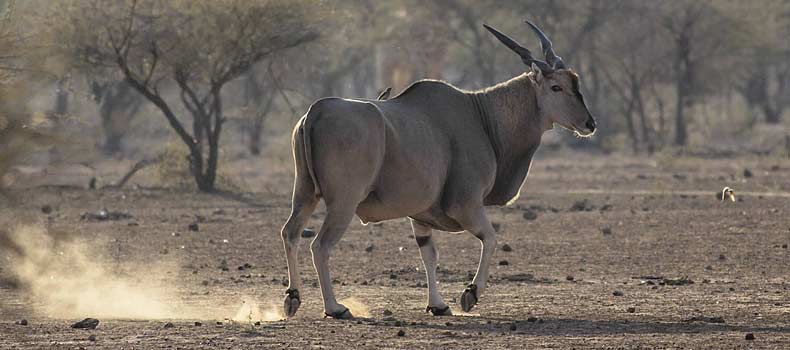 Eland backlit, Mashatu Game Reserve, Botswana