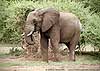 Picture of elephant grazing green shoots, Botswana