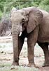 Picture of elephant nibbling green shoots,, Botswana