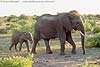 Elephant and calf, Tuli Block, Botswana