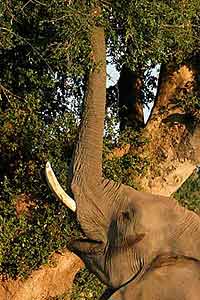  Elephant using trunk to reach vegetation in tall tree 