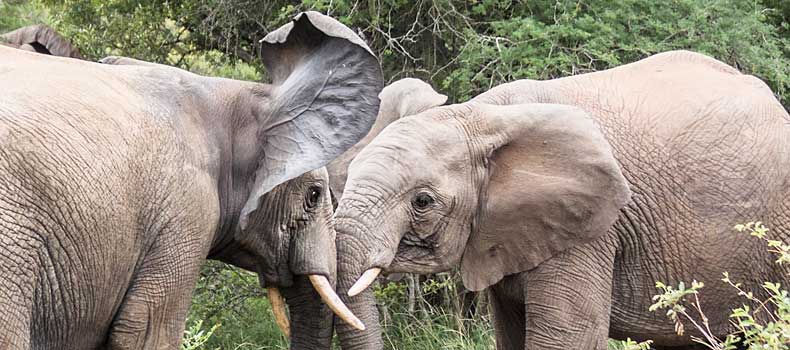Elephants sparring, Kruger National Park, South Africa