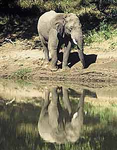 Elephant reflected in river