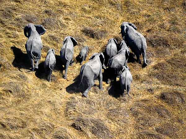 Elephants from the air, Moremi, Botswana