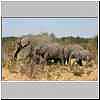Elephant family, Chobe National Park