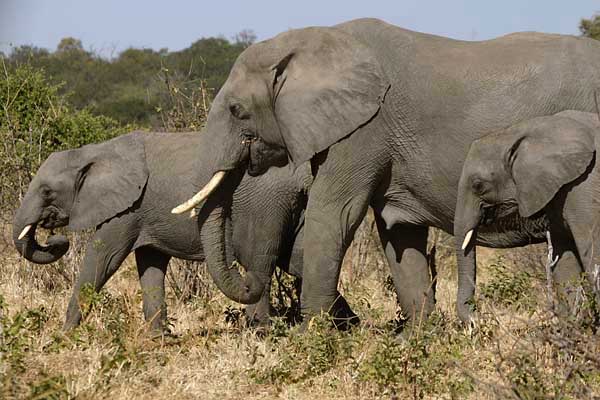 Elephant family group