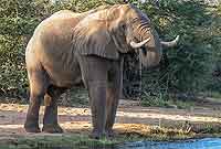Elephant drinking from Zambezi River