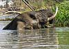 Elephant wallowing in river