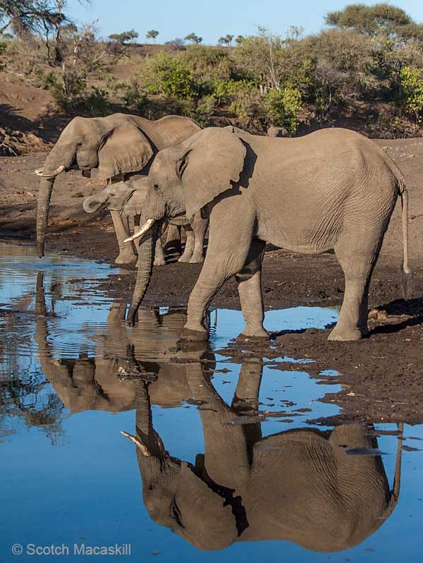 Elephants cast reflections while drinking from river