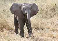 Baby elephant, Mashatu Game Reserve, Botswana