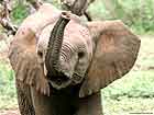 Juvenile elephant