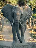 Elephant kicking up dust